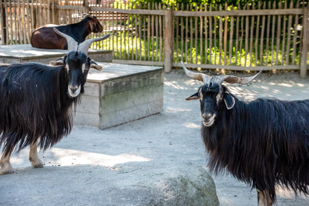 Two goats with black hair provocating each other in the Hellabrunn zoo in Munich, Germanyの写真素材