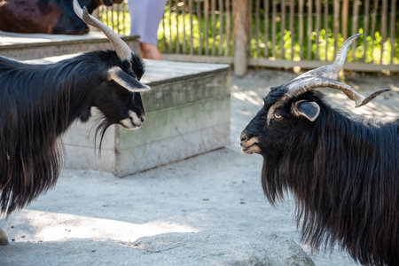 Two goats with black hair provocating each other in the Hellabrunn zoo in Munich, Germany