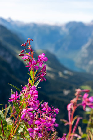 View from the Kehlsteinhaus towards the Alps, Obersalzberg, Berchtesgarden, Germanyの写真素材