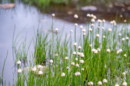 Beautiful grass with white blossoms at a pond in the alpine mountains, High Tauern National Park in...
