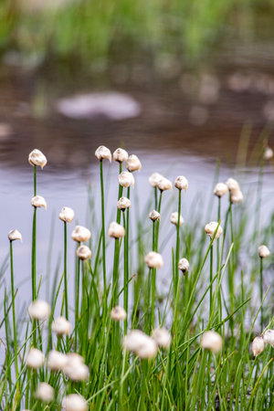 Beautiful grass with white blossoms at a pond in the alpine mountains, High Tauern National Park in Austriaの写真素材