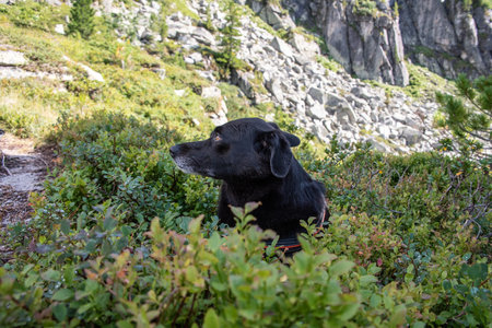 Hiking with a dog in the High Tauern National Park, Austrian alpsの写真素材