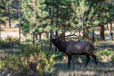Huge deer bull with tall horns in the forest of the Rocky Mountains, USAの写真素材