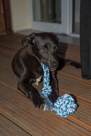 Young dog Kaya playing with a dog toy in the eveningの写真素材