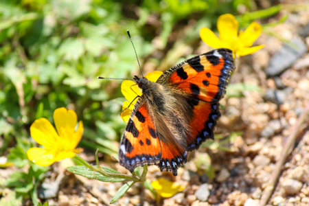 Heliconius melpomene butterfly on a green leaf in the wild