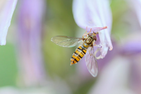 A hoverfly sitting on the pollen of a purple white flower eating nectar