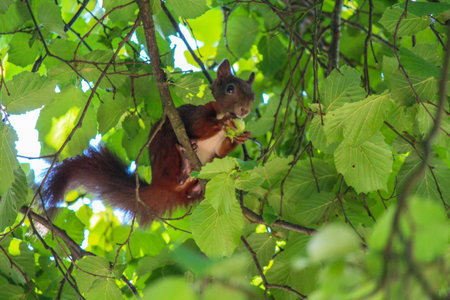 A busy squirrel gathering nuts from a hazelnut tree