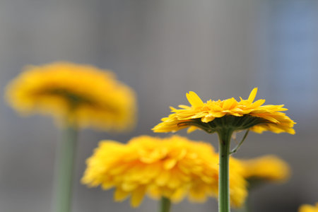 Three vibrant colored yellow flowers, two of them blurred out in the back