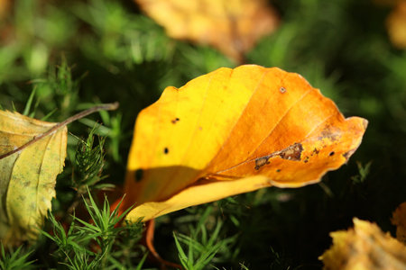 Macro photo of a yellow golden leaf in autumn