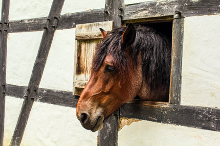 A beautiful horse looking out of the window of a half-timbered house, Germanyの写真素材