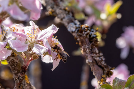 A bee gathering busy nectar on an apple tree in springtime