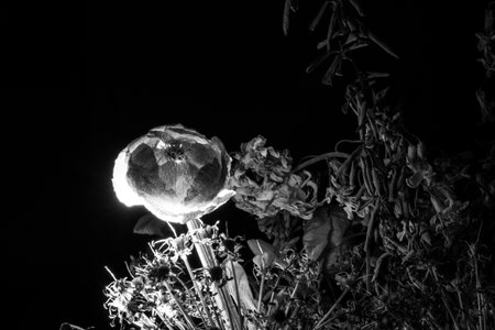 A withered bouquet of flowers illuminated in the darkの写真素材
