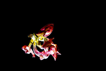 A withered bouquet of flowers with an illuminated lily in the darkの写真素材