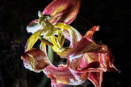 A withered bouquet of flowers with an illuminated lily in the dark