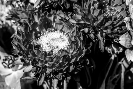 A big Chrysanthemum in a bouquet of flowers