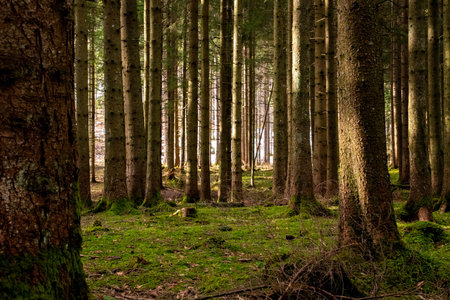 Sun shining through a forest in the Bavarian alps