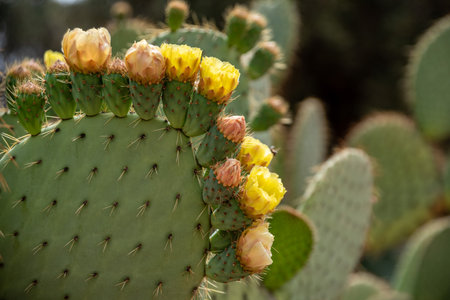 Beautiful closeup of a Opuntia Aurea cactus in the park el Harti in Marrakech, Moroccoの写真素材