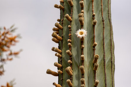 Plants in the beautiful park el Harti in Marrakech, Moroccoの写真素材