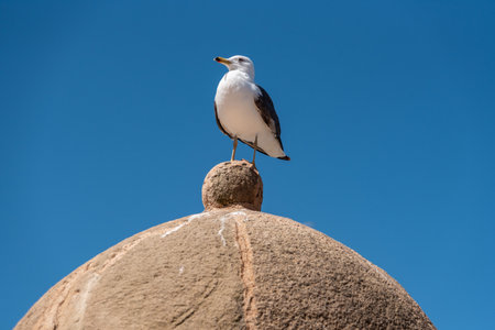 A sea gull sitting on the bastion of Essaouira, Moroccoの写真素材