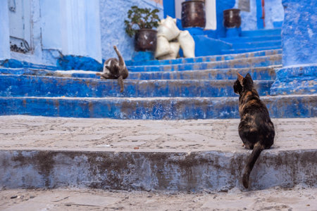 Cats in the alley of blue colored downtown of Chefchaouen, Moroccoの写真素材