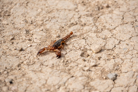 A scorpion at the arid soil of Volubilis in Moroccoの写真素材
