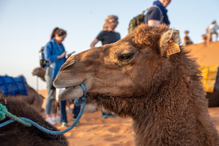 Portrait of a beautiful dromedary in Erg Chebbi, Moroccoのeditorial素材