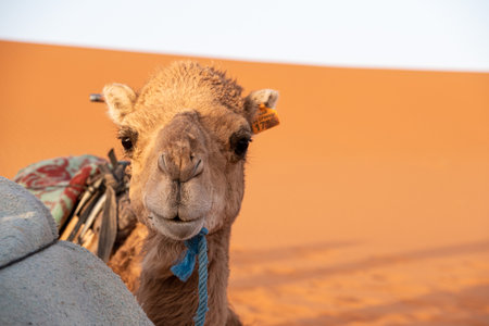 Portrait of a beautiful dromedary in Erg Chebbi, Moroccoの写真素材