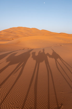 A caravan of dromedaries passing the Sahara desert in the evening, Erg Chebbi in Moroccoの写真素材