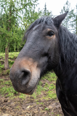 Portrait of a beautiful cold-blooded horse, South Tyrolの写真素材