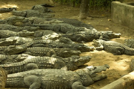 crocodile from the Crocodile Bank, Wildlife conserve , tamil Nadu, indiaの写真素材