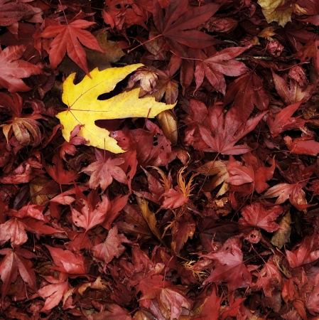 Autumn leavesの写真素材