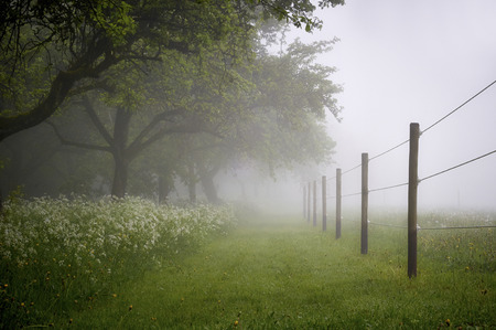 Paddok with early morning fogの写真素材