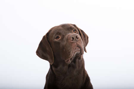 portrait of a dog on white backgroundの写真素材