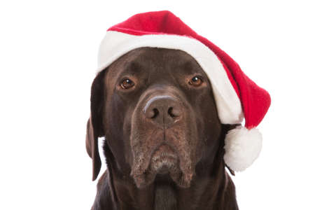 dog as Santa Claus on white backgroundの写真素材