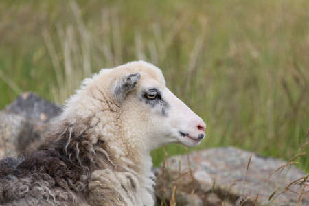 Portrait of a sheepの写真素材