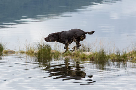 Labrador Retriever in the hunt