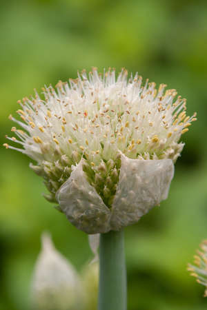 Close-up of a big onion blossom in the gardenの写真素材