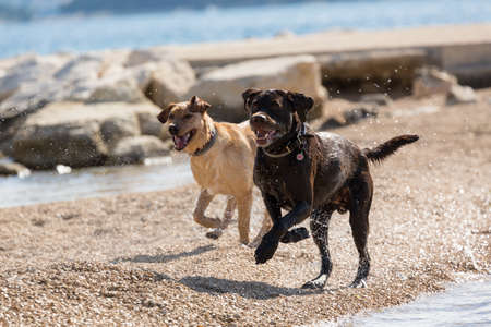 two dogs romp on the beachの写真素材