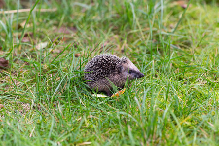 curious hedgehog on a lawnの写真素材