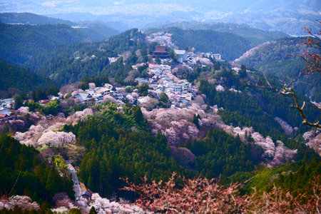 Cherry Blossoms in Mt. Yoshino