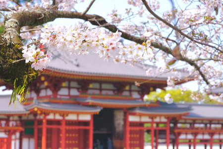 Cherry Blossoms and Byodoin Phoenix Hallのeditorial素材