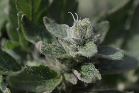 Blue kush cannabis