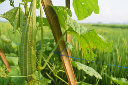fresh squash in the garden perfect for agricultural and gardeningの写真素材