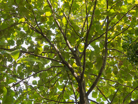 Teak Tree in Thailandの写真素材