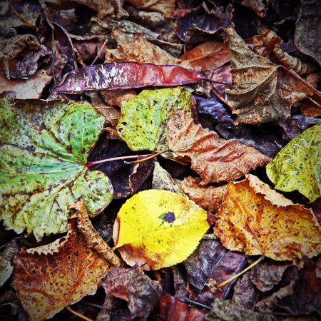 fallen leaves of the trees in autumn