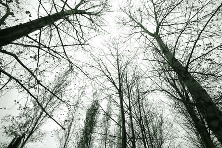 to the top of the treesの写真素材