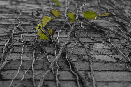 beautiful vines