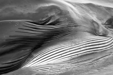 Detailed view of a fin whale beached at La Concha beach Donostia, Gipuzkoa, Spain の写真素材