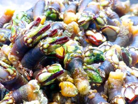 A close-up picture of several raw Galician percebes. A percebe is a tube-shaped crustaceans that clings to the rocks on the Galician coastline.  It is extremely difficult to access and get (fish) the percebe in Galicia that is one of the reason why they aの写真素材