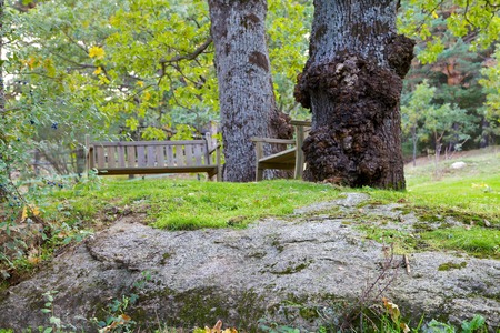 Two wooden benches next to two large English oaks on top of a rock.の写真素材